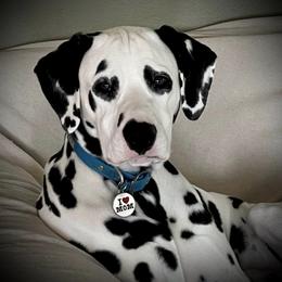 Dalmatian All Grown Up from HatTrick Dalmatians