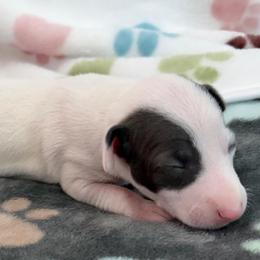 Bella - White and blue female Italian Greyhound puppy in West Plains, Missouri from Sycamore Ridge Puppies