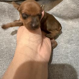 Ráscale - Stag red male Miniature Pinscher puppy in Albuquerque, New Mexico from Legacy Danes
