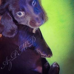 Dachshund and Great Dane Puppies from AZ's Prestigious Minature Dachshunds