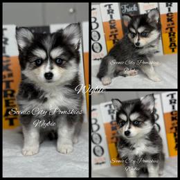 Wybie - Black and white male Pomsky puppy in Rossville, Georgia from Scenic City Pomskies