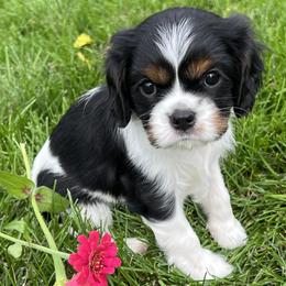 Cavalier King Charles Spaniel puppies from Pam's Cavalier King Charles Spaniels
