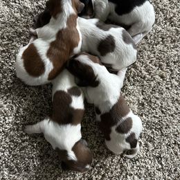 Milk Dud 3 - Piebald male Dachshund puppy in Swanton, Ohio from Mighty But Mini Dachshunds