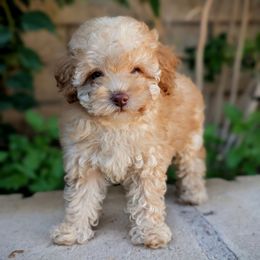Pinky - Apricot female Poodle puppy in Laveen, Arizona from Neely Family Poodles