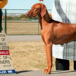 German Shorthaired Pointers and Vizslas from Woodbine Vizslas and German Shorthaired Pointers