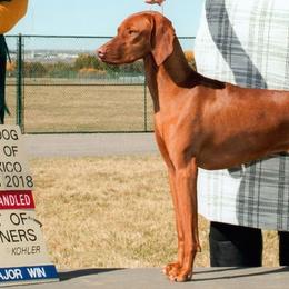 German Shorthaired Pointers and Vizslas from Woodbine Vizslas and German Shorthaired Pointers
