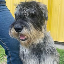 Karisma - Giant Schnauzer