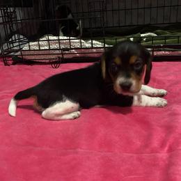 Girl 1 Green - Black and white female Beagle puppy in Crestview, Florida from Alicia's Beagles