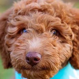Bernedoodles, Goldendoodles, and Poodles from Good Dog Doodles