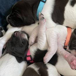 German Shorthaired Pointer Puppies from TTR GSP TopDog Kennels