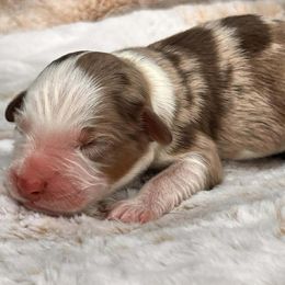 Zeek - Red merle male Australian Shepherd puppy in Boise, Idaho from Black Canyon Corral Aussies