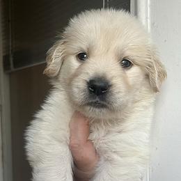 Orange male - Golden male Golden Retriever puppy in Jesup, Georgia from Painted Platinum Retrievers (Painted Platinum Kennel) PPK
