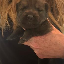 Blue collar - Sable male German Shepherd puppy in Canterbury, Connecticut from Nachtwaechter German Shepherds, LLC