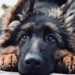 German Shepherds from Von Ruh German Shepherds