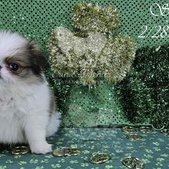 Sal - Sable and white male Japanese Chin puppy in Johnson City, Tennessee from Erin & Friends Japanese Chin