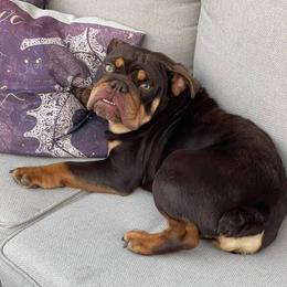Roz - Chocolate tri-color female Bulldog puppy in Bonney Lake, Washington from Sitka spruce bulldogs