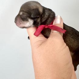 Maroon Ribbon Boy - Salt and pepper male Miniature Schnauzer puppy in Floyd, Virginia from Little River Puppies