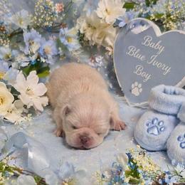 Chinchilla Boy (green toe) - Cream male Pug puppy in Tulsa, Oklahoma from Locust Creek Pugs