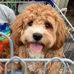 Finn - Cavapoo