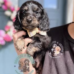 Bambi - Black and cream male Dachshund puppy in Marion, Ohio from Doodles & Doxies