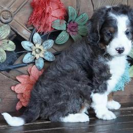 Boy 1 - Blue merle male Aussiedoodle puppy in Lawton, Oklahoma from Lindsey’s Aussies
