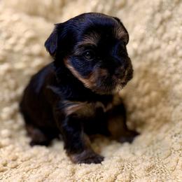 Belle - Black and tan female Yorkshire Terrier puppy in Blackfoot, Idaho from Top Knot Yorkies of Idaho