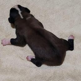 Landon - Brown and white male Saint Bernard puppy in Lowpoint, Illinois from Minnie's Majestic Saints