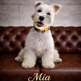 Mia - Miniature Schnauzer