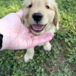 Golden Retriever Puppies from O’Shields Golden Paws