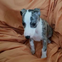 Whippet Puppies from Whippets of Astora