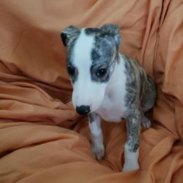 Whippet Puppies from Whippets of Astora