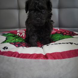 Poodle Puppies from Fabi Poodle