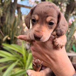 Otis the dapple - Dapple male Dachshund puppy in El Cajon, California from Lisa Buxton