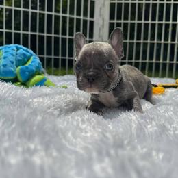 Starkhaus' Lil' Blue Banjo - Brindle male French Bulldog puppy in Westerly, Rhode Island from Starkhaus Rottweilers & Frenchies