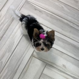 Biewer Terrier Puppies from Southern Star Biewers