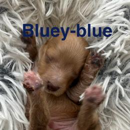 Bluey - Red male Cavapoo puppy in Hayden, Alabama from Agape Southern Farms