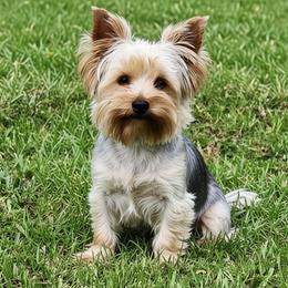 Leo - Yorkshire Terrier