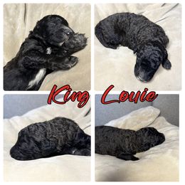 Goldendoodle and Poodle Puppies from Wonderland Kennel