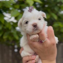 Opalescent Lapis - White male Shih Tzu puppy in Cedar Hill, Texas from Puppy Paper House