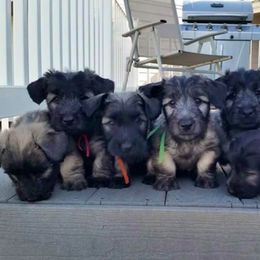 Skye Terrier Puppies from High Road Skye Terriers