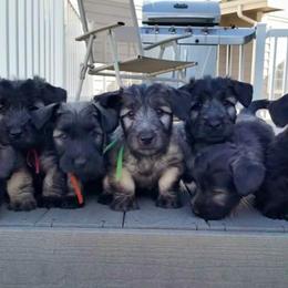 Skye Terrier Puppies from High Road Skye Terriers