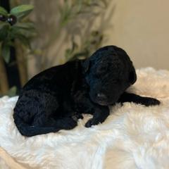 Bell - White and black female Bordoodle puppy in Valley Center, California from Circle R Valley Bordoodls