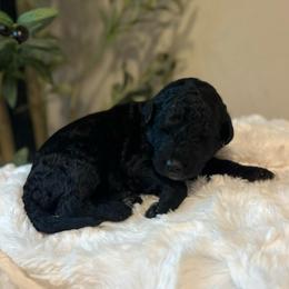 Bell - White and black female Bordoodle puppy in Valley Center, California from Circle R Valley Bordoodls