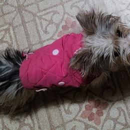 Yorkipoos and Yorkshire Terriers from Chracy's yorkie babies