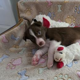 Jeeze - Red male Border Collie puppy in Tiskilwa, Illinois from First Harmony Farms