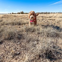 Melanie - Goldendoodle