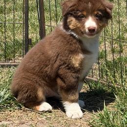 Flash - Red tri-color male Miniature American Shepherd puppy in Thomasville, North Carolina from TaraFox Miniature American Shepherds