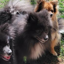 Blu - Pomeranian