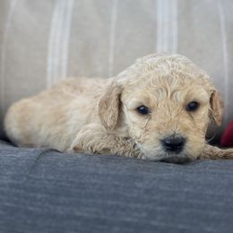 Peppermint Patty - Apricot female Goldendoodle puppy in Greenville, North Carolina from ENC Goldendoodles