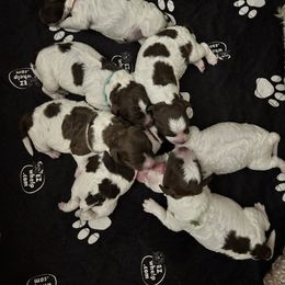 Puppy - Brown roan male Lagotto Romagnolo puppy in Arkansas from Skyfall and Morena